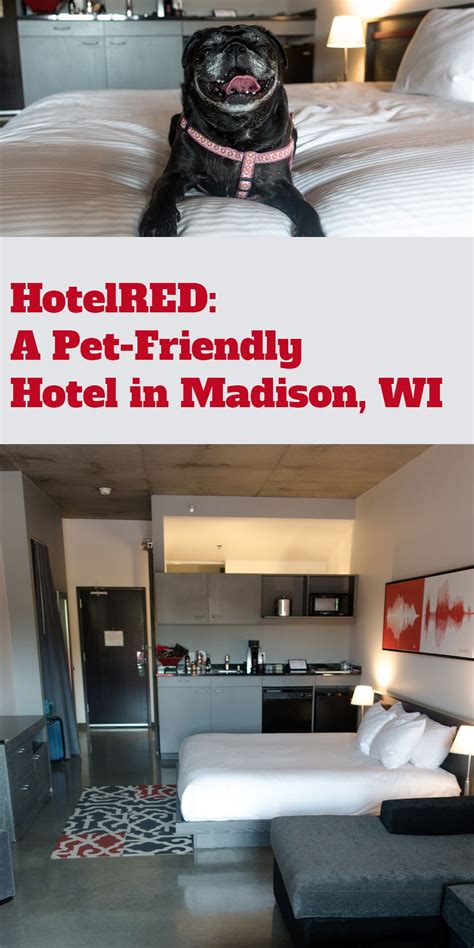 pet friendly hotels in madison|The 10 best pet